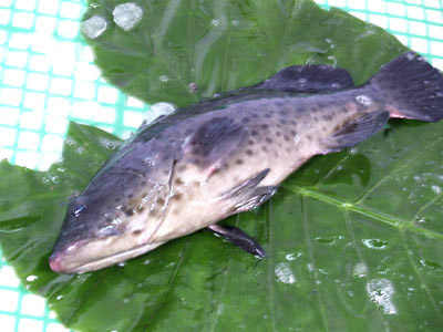 魚類