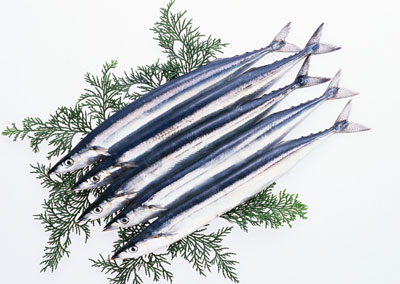 秋刀魚(特)-9-10kg*1件(1500)