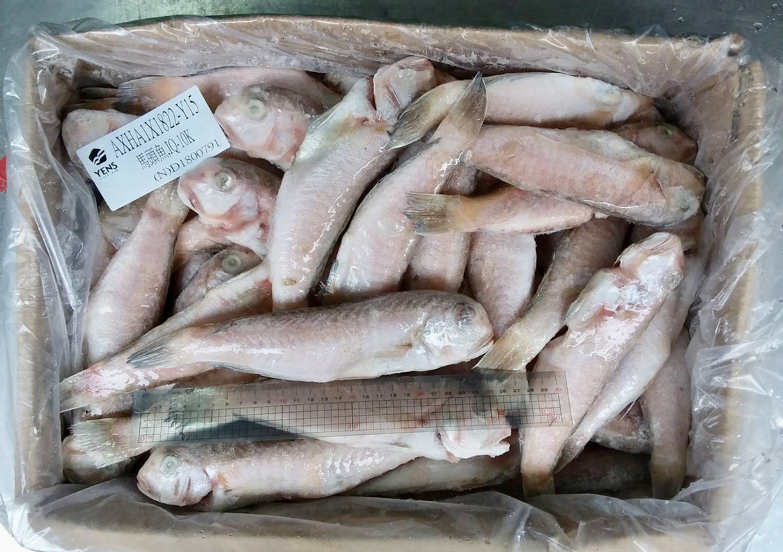 冷凍馬頭魚180/220-10K*1件(1800)