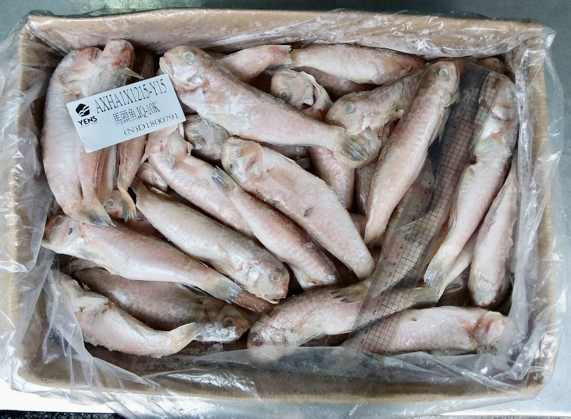 冷凍馬頭魚120/150-10K*1件(1500)