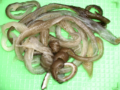 黑魚皮絲(發)-普*600g(100)