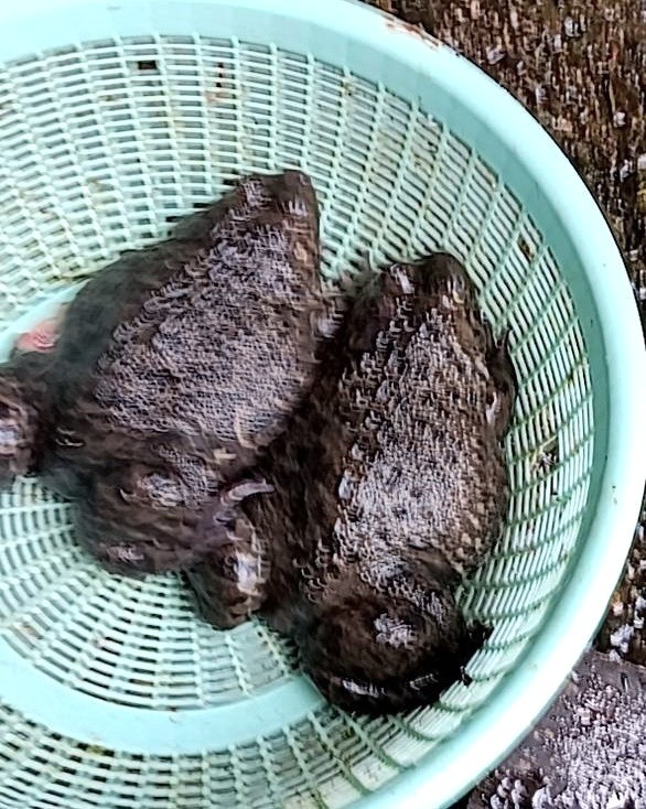 活田雞3kg*1袋(750)-馬來種