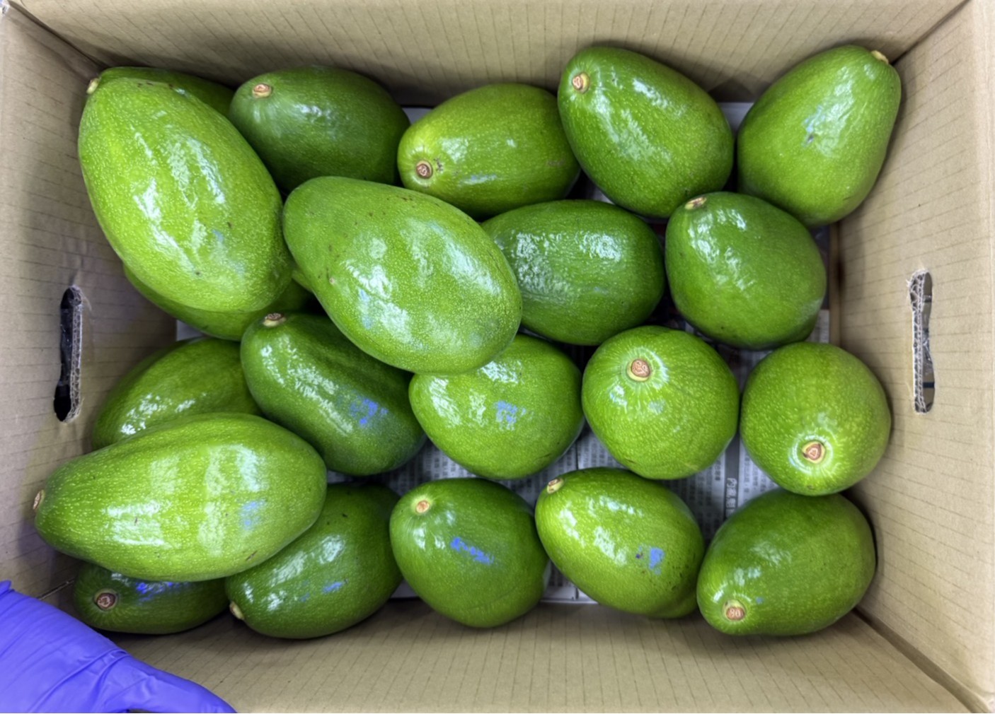 酪梨-10K*1件(1200)