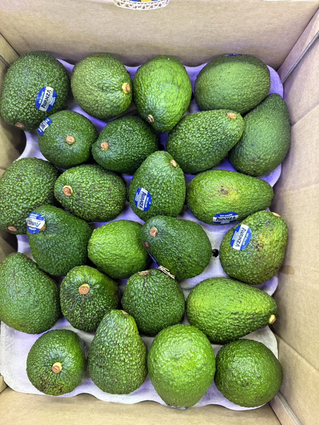 哈斯酪梨-48粒-10.5K*1件(3500)