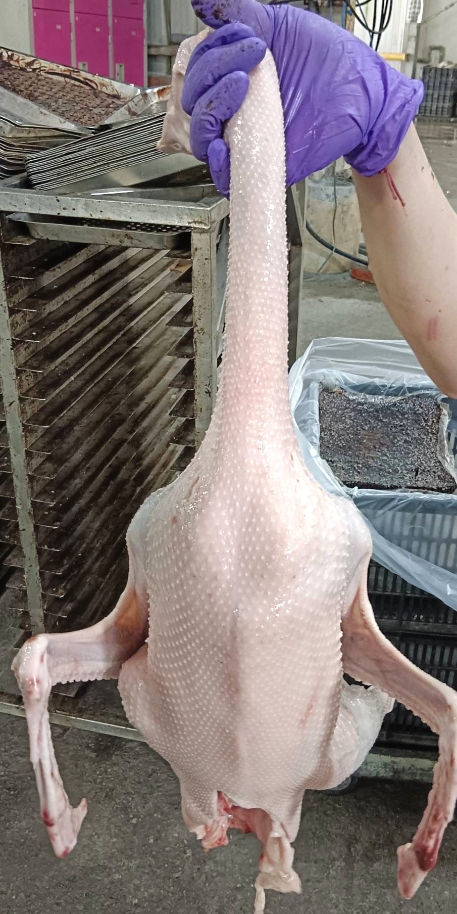 冷凍全鵝-4.5-4.8kg*4隻(3500)