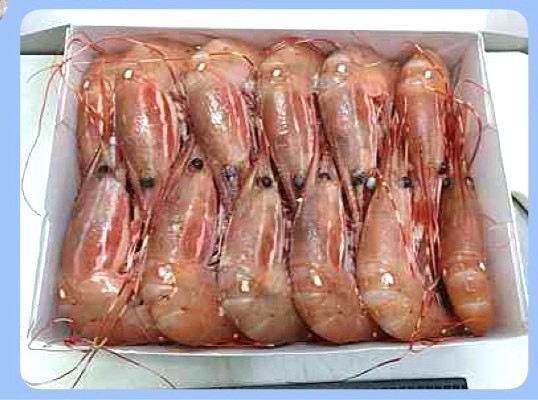 牡丹蝦 JUMBO(16-20)-1kg*1盒(1800)-超低特價❤️