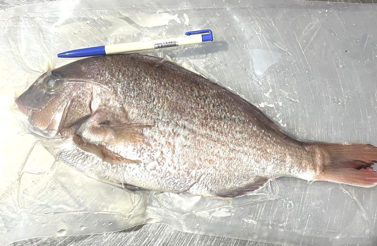 冷凍真鯛(加魶)800-900g-真空10kg*1件(4200)-預訂代購
