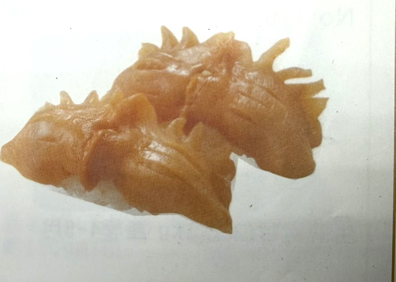 冷凍赤貝(生食)100g*1包(200)