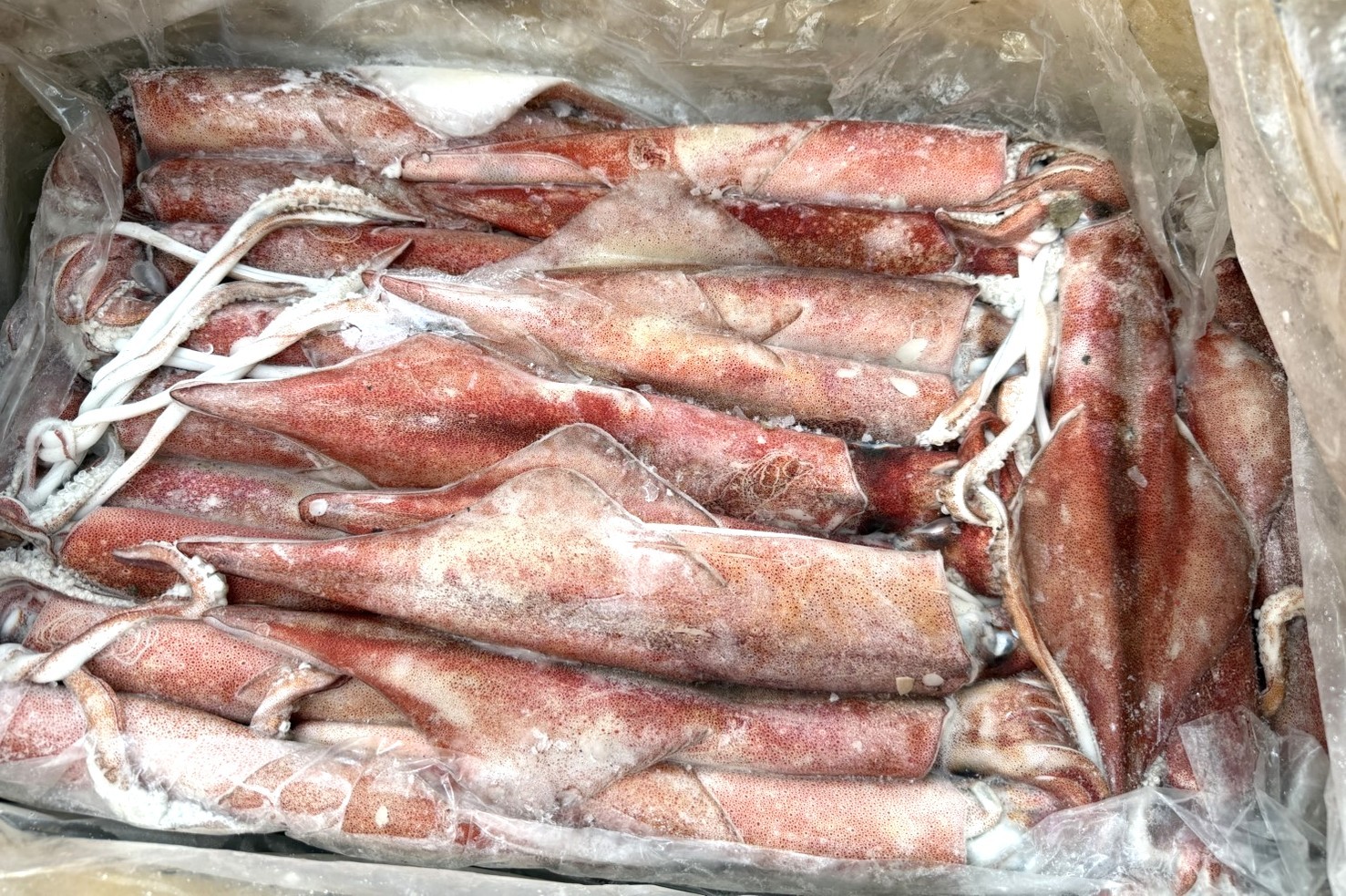 中卷(船凍)2號-26/30-8kg*1片(4000)