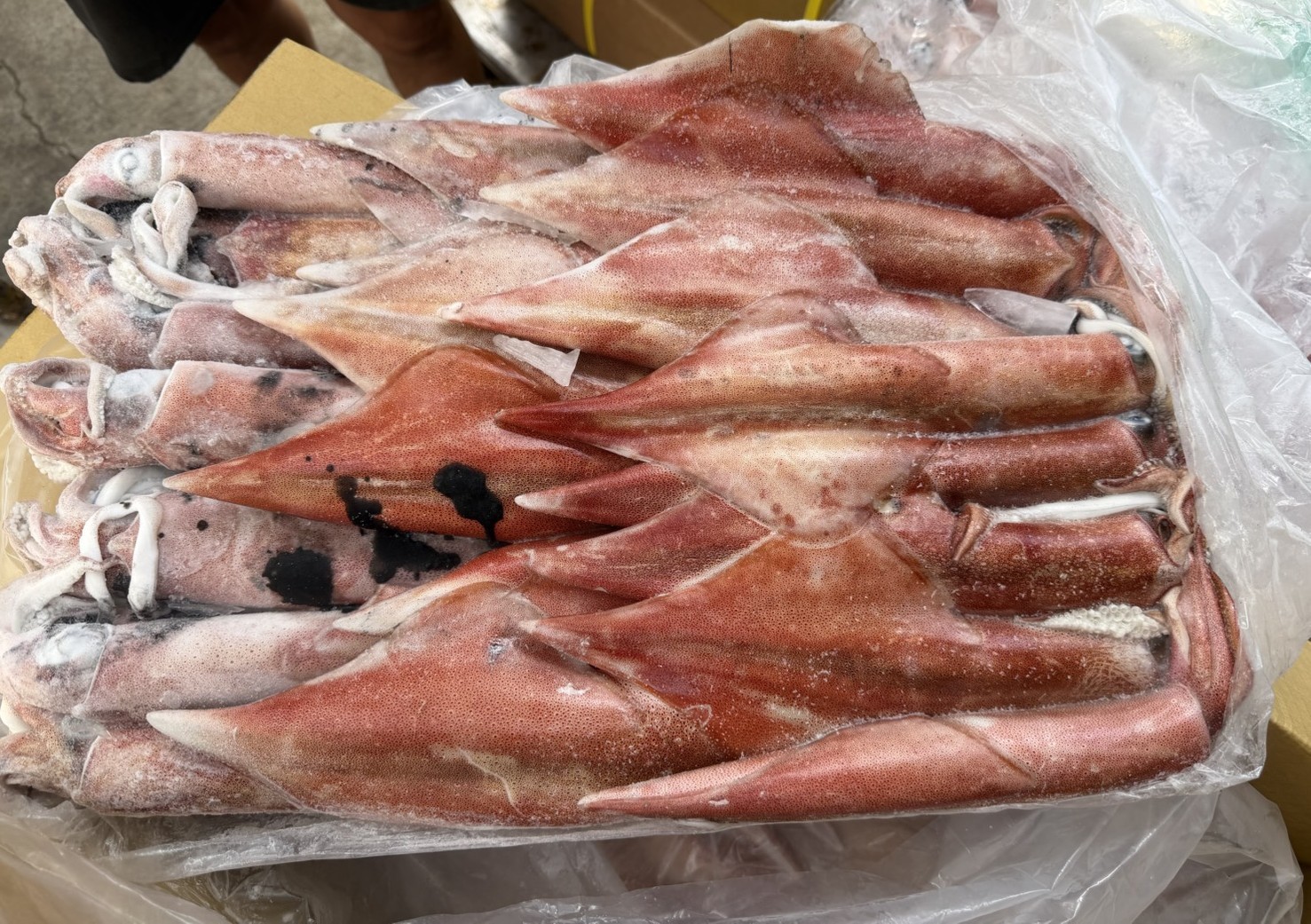中卷(活凍)3號-26/30-10kg*1片(5200)