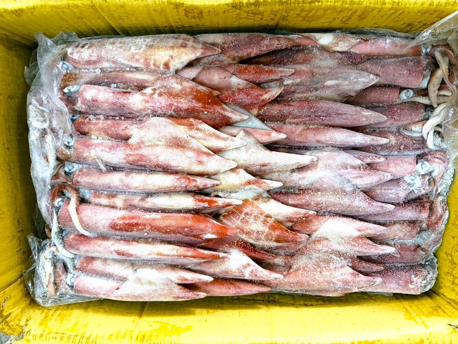 中卷(活凍)4號-21/25-10kg*1片(4500)