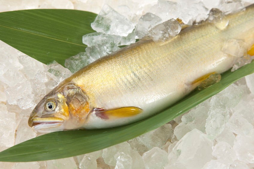 冷凍母香魚7尾-10kg*1件(5300)-預訂代購