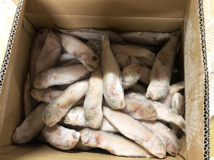 冷凍馬頭魚150/180-10k*1件(1500)