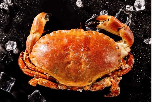 麵包蟹熟400-600g-10K*1件(3700)
