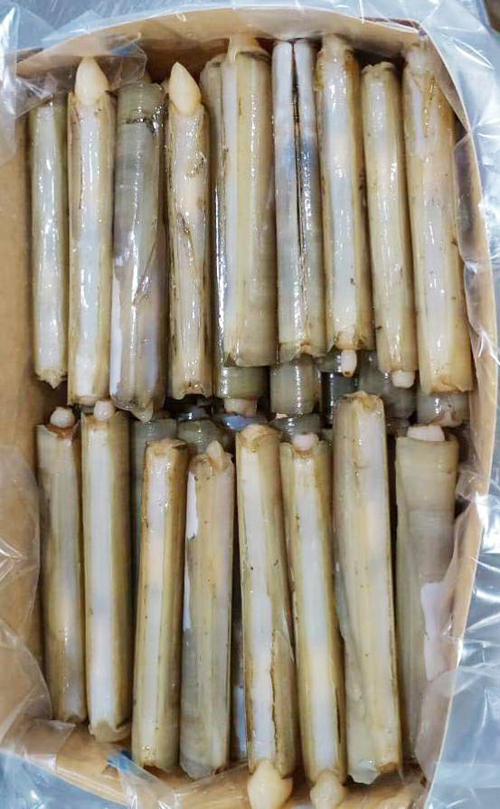 冷凍竹蛤10 12 蘆筍貝 1kg 1盒 180