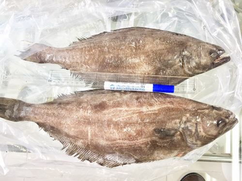 大比目魚800/1000-15kg*1件(7500)