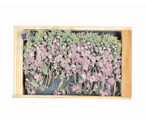 紫蘇花穗 有花 30g 1盒 250 限北部