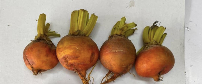 糖果甜菜根(黃)(300g/550元)-限北部